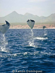A specie of mobula, also known as flying manta. I bet you... by Ramón Domínguez 